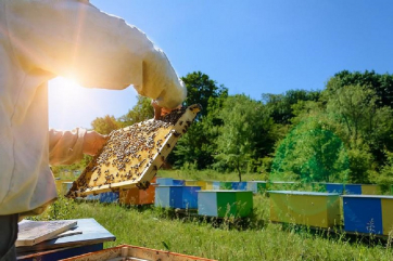 Немецкие учёные предложили решение для спасения пчёл